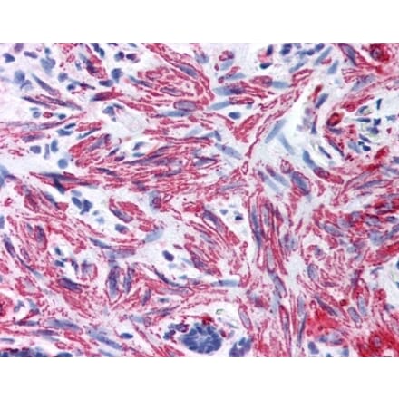 Immunohistochemistry - Anti-MYL9 Antibody (A283194) - Antibodies.com