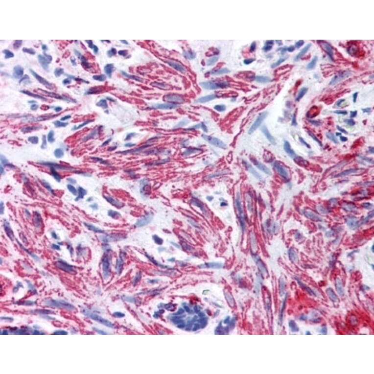 Immunohistochemistry - Anti-MYL9 Antibody (A283194) - Antibodies.com