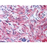 Immunohistochemistry - Anti-MYL9 Antibody (A283194) - Antibodies.com