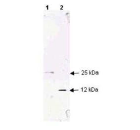 Western Blot - Anti-TGF beta 1 Antibody (A283195) - Antibodies.com