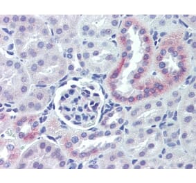 Immunohistochemistry - Anti-Nestin Antibody (A283196) - Antibodies.com