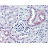 Immunohistochemistry - Anti-Nestin Antibody (A283196) - Antibodies.com