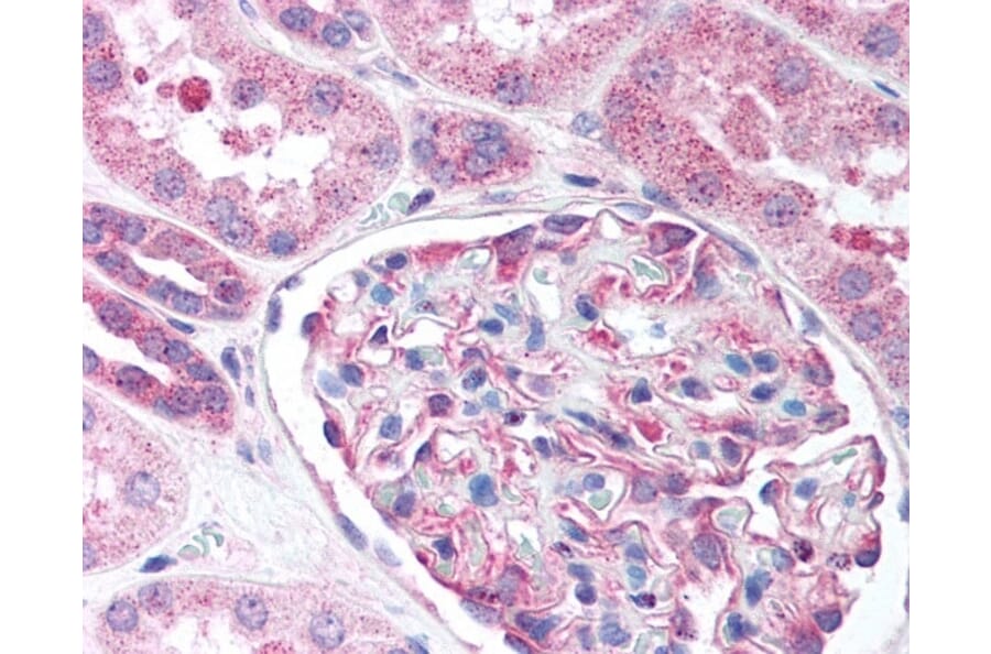 Immunohistochemistry - Anti-Nestin Antibody (A283196) - Antibodies.com