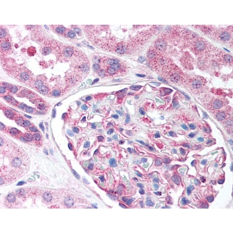 Immunohistochemistry - Anti-Nestin Antibody (A283196) - Antibodies.com
