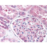 Immunohistochemistry - Anti-Nestin Antibody (A283196) - Antibodies.com
