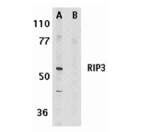 Western Blot - Anti-RIP3 Antibody (A283221) - Antibodies.com