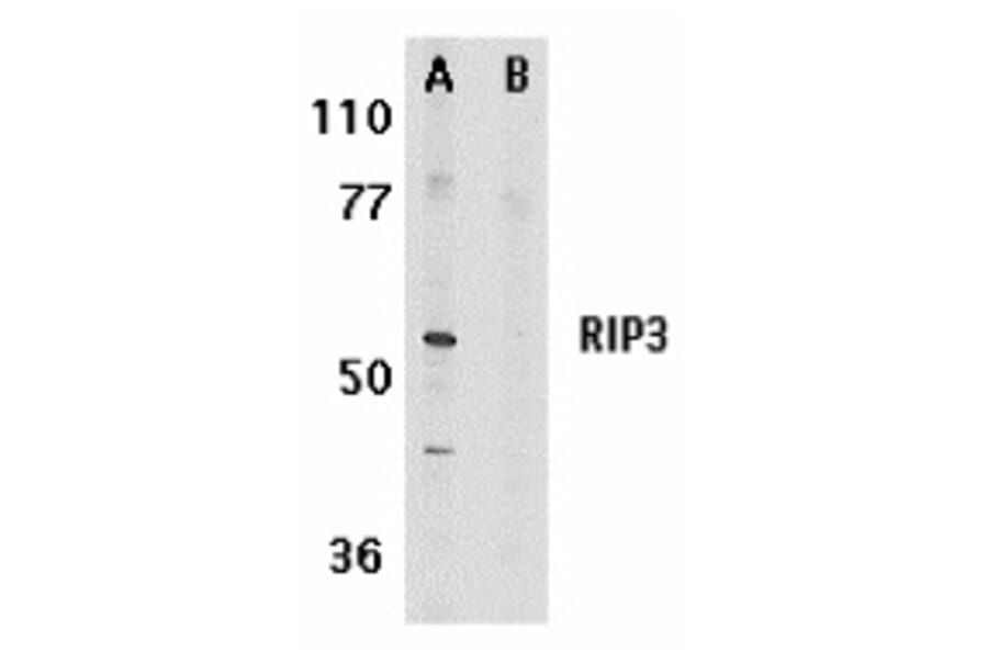 Western Blot - Anti-RIP3 Antibody (A283221) - Antibodies.com