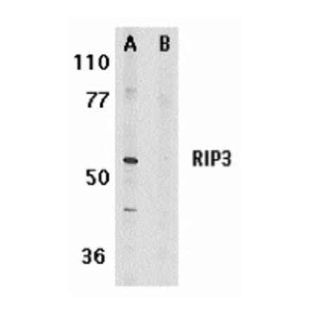 Western Blot - Anti-RIP3 Antibody (A283221) - Antibodies.com