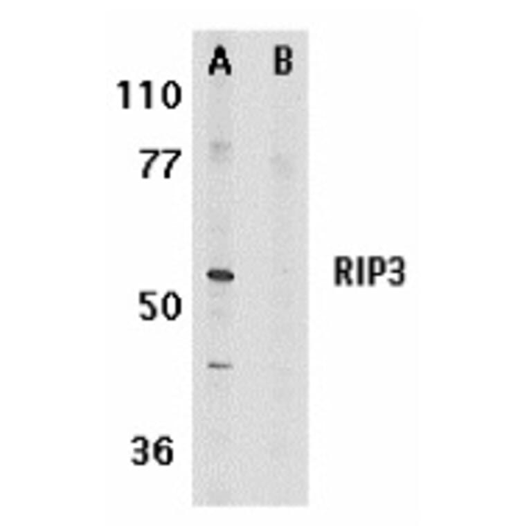 Western Blot - Anti-RIP3 Antibody (A283221) - Antibodies.com