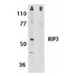 Western Blot - Anti-RIP3 Antibody (A283221) - Antibodies.com