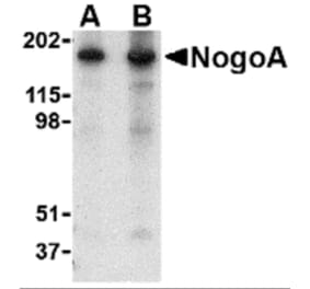 Western Blot - Anti-Nogo Antibody (A283222) - Antibodies.com