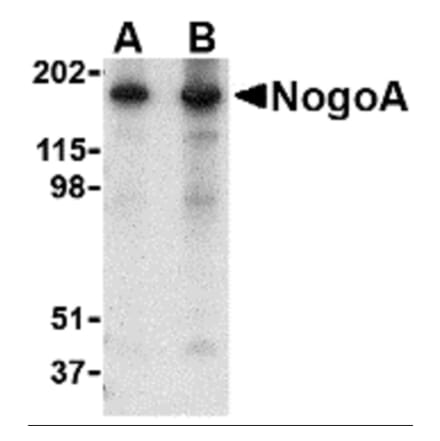 Western Blot - Anti-Nogo Antibody (A283222) - Antibodies.com