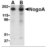 Western Blot - Anti-Nogo Antibody (A283222) - Antibodies.com