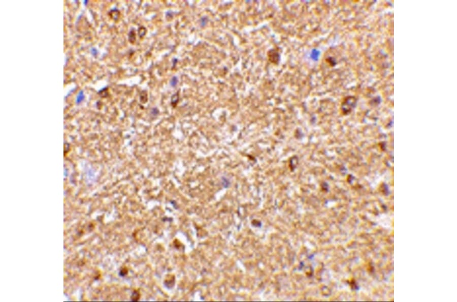 Immunohistochemistry - Anti-Nogo Antibody (A283222) - Antibodies.com