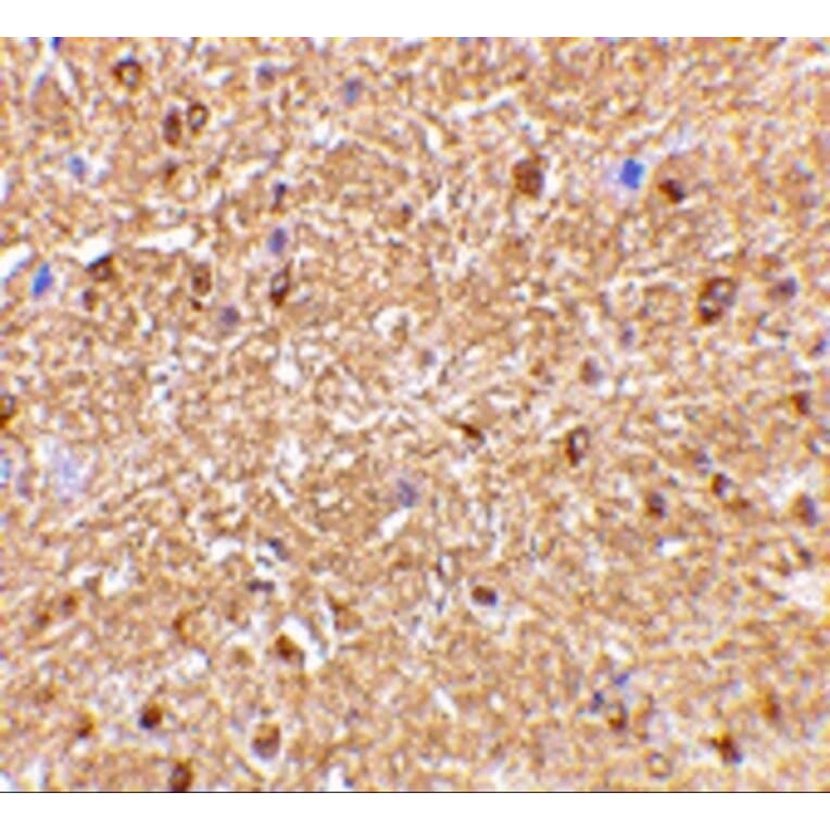 Immunohistochemistry - Anti-Nogo Antibody (A283222) - Antibodies.com
