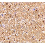 Immunohistochemistry - Anti-Nogo Antibody (A283222) - Antibodies.com