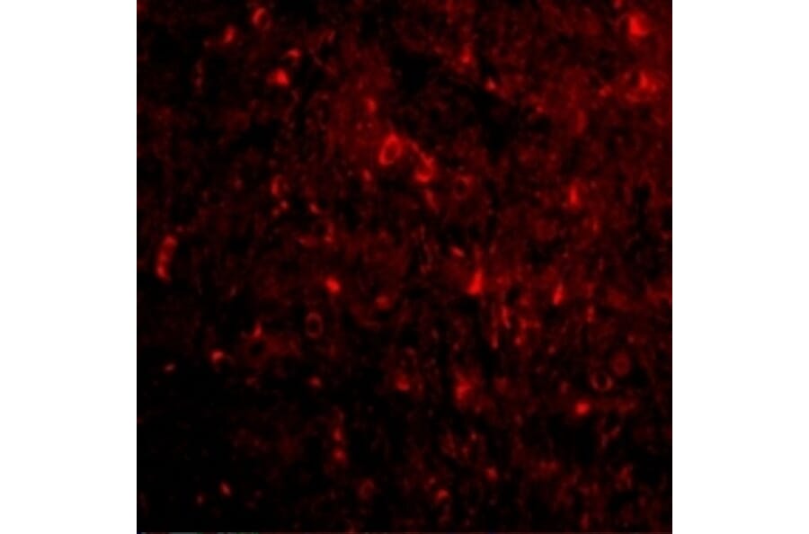 Immunofluorescence  - Anti-Nogo Antibody (A283222) - Antibodies.com