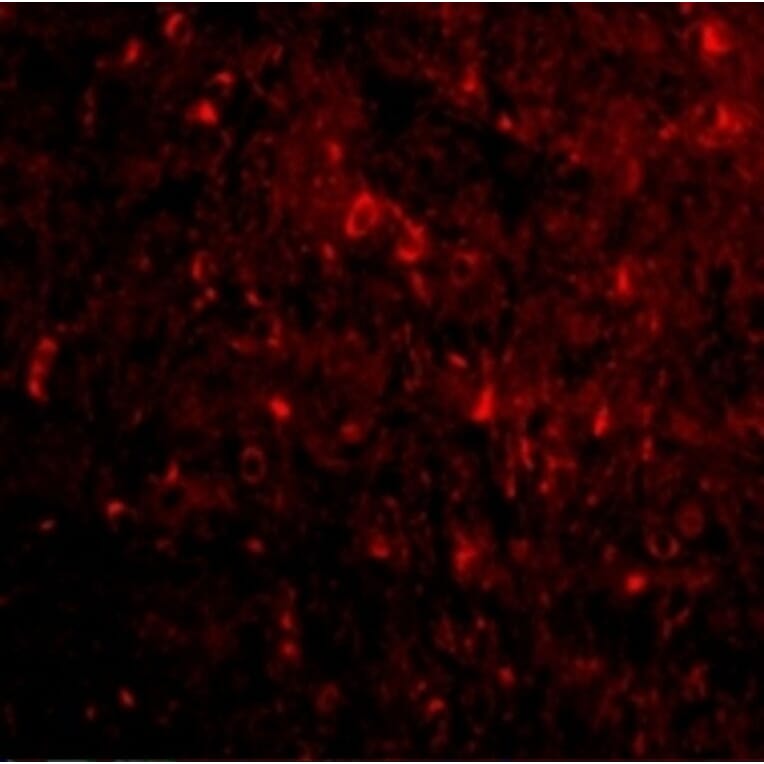 Immunofluorescence  - Anti-Nogo Antibody (A283222) - Antibodies.com