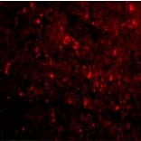 Immunofluorescence  - Anti-Nogo Antibody (A283222) - Antibodies.com