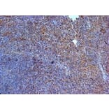 Immunohistochemistry - Anti-IL-23R Antibody (A283237) - Antibodies.com