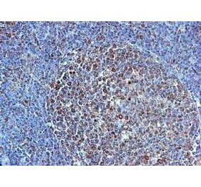 Immunohistochemistry - Anti-TLR4 Antibody (A283238) - Antibodies.com