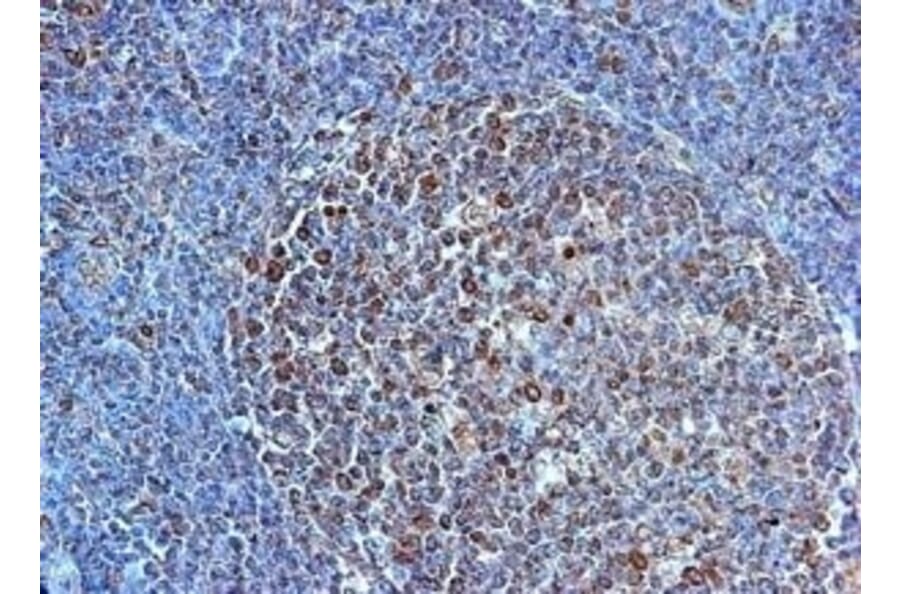 Immunohistochemistry - Anti-TLR4 Antibody (A283238) - Antibodies.com