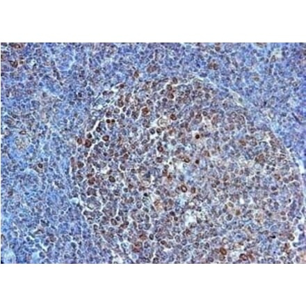 Immunohistochemistry - Anti-TLR4 Antibody (A283238) - Antibodies.com