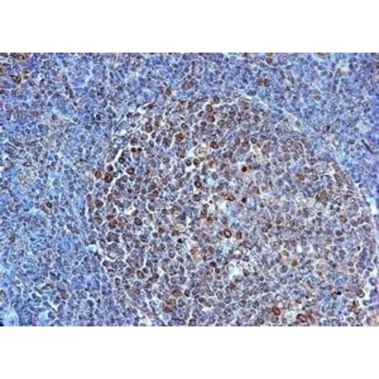 Immunohistochemistry - Anti-TLR4 Antibody (A283238) - Antibodies.com