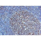 Immunohistochemistry - Anti-TLR4 Antibody (A283238) - Antibodies.com