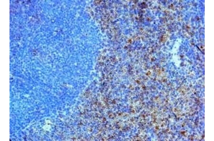Immunohistochemistry - Anti-TLR4 Antibody (A283238) - Antibodies.com