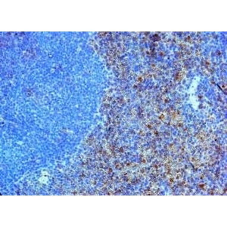 Immunohistochemistry - Anti-TLR4 Antibody (A283238) - Antibodies.com
