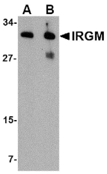 Western Blot - Anti-IRGM Antibody (A283257) - Antibodies.com