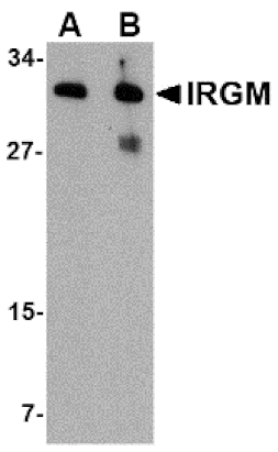 Western Blot - Anti-IRGM Antibody (A283257) - Antibodies.com