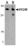 Western Blot - Anti-IRGM Antibody (A283257) - Antibodies.com