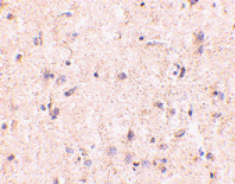 Immunohistochemistry - Anti-IRGM Antibody (A283257) - Antibodies.com
