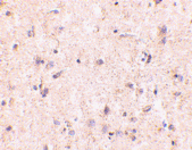 Immunohistochemistry - Anti-IRGM Antibody (A283257) - Antibodies.com