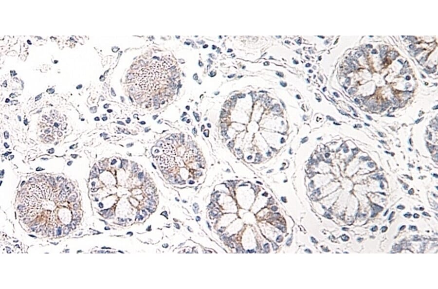 Immunohistochemistry - Anti-CCL25 Antibody - BSA and Azide free (A283268) - Antibodies.com