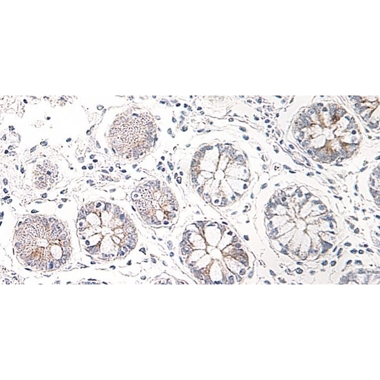 Immunohistochemistry - Anti-CCL25 Antibody - BSA and Azide free (A283268) - Antibodies.com