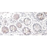 Immunohistochemistry - Anti-CCL25 Antibody - BSA and Azide free (A283268) - Antibodies.com