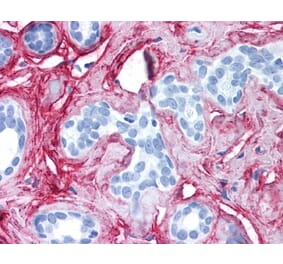 Immunohistochemistry - Anti-Collagen VI Antibody (A283274) - Antibodies.com