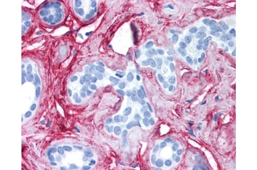 Immunohistochemistry - Anti-Collagen VI Antibody (A283274) - Antibodies.com