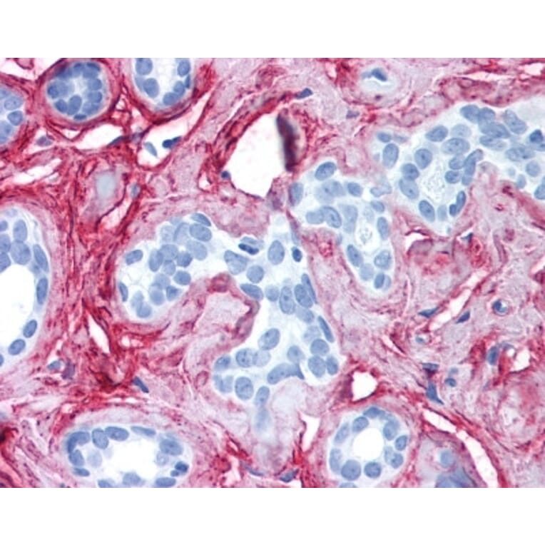 Immunohistochemistry - Anti-Collagen VI Antibody (A283274) - Antibodies.com