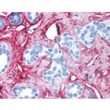 Immunohistochemistry - Anti-Collagen VI Antibody (A283274) - Antibodies.com