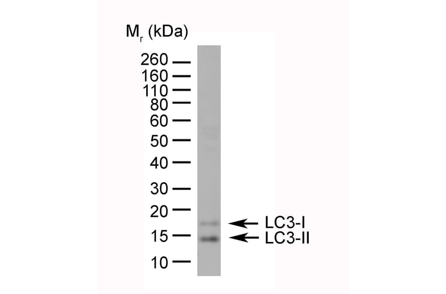 Flow Cytometry - Anti-MAP1LC3A + MAP1LC3B Antibody (A283290) - Antibodies.com