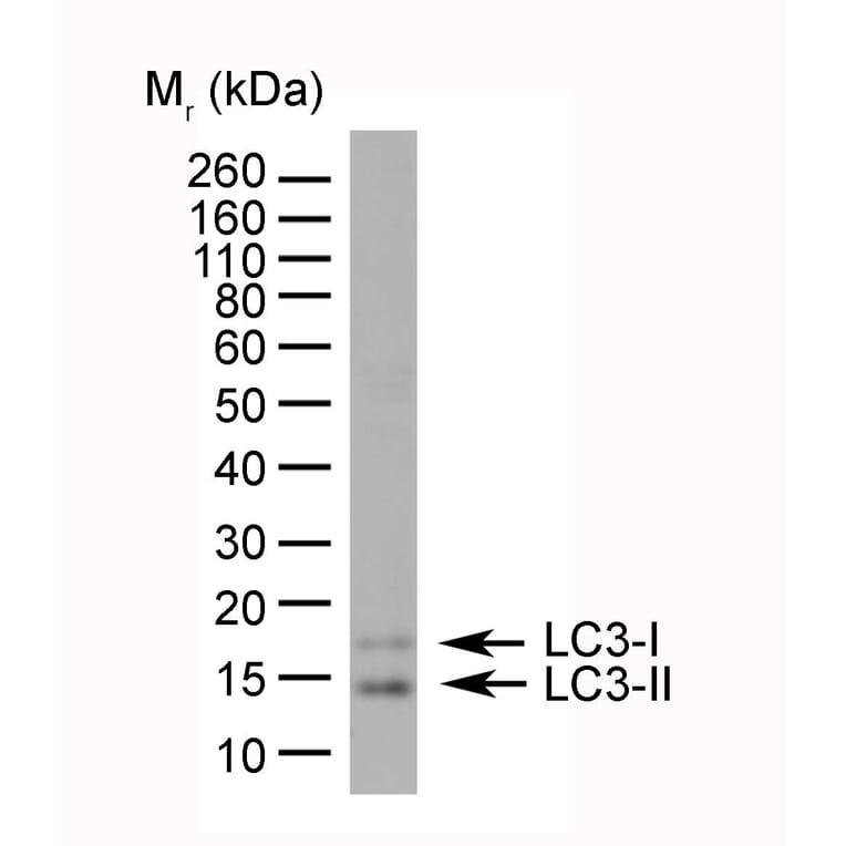 Flow Cytometry - Anti-MAP1LC3A + MAP1LC3B Antibody (A283290) - Antibodies.com