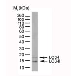 Flow Cytometry - Anti-MAP1LC3A + MAP1LC3B Antibody (A283290) - Antibodies.com
