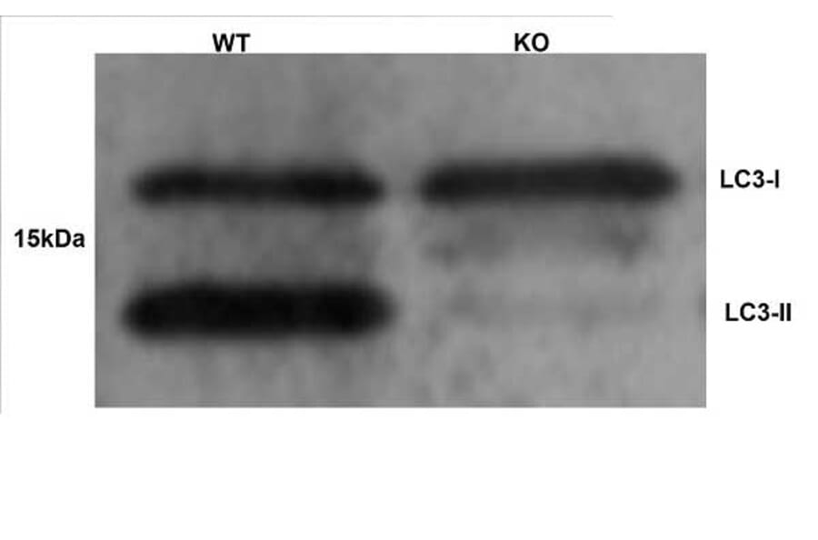 Western Blot - Anti-MAP1LC3A + MAP1LC3B Antibody (A283290) - Antibodies.com
