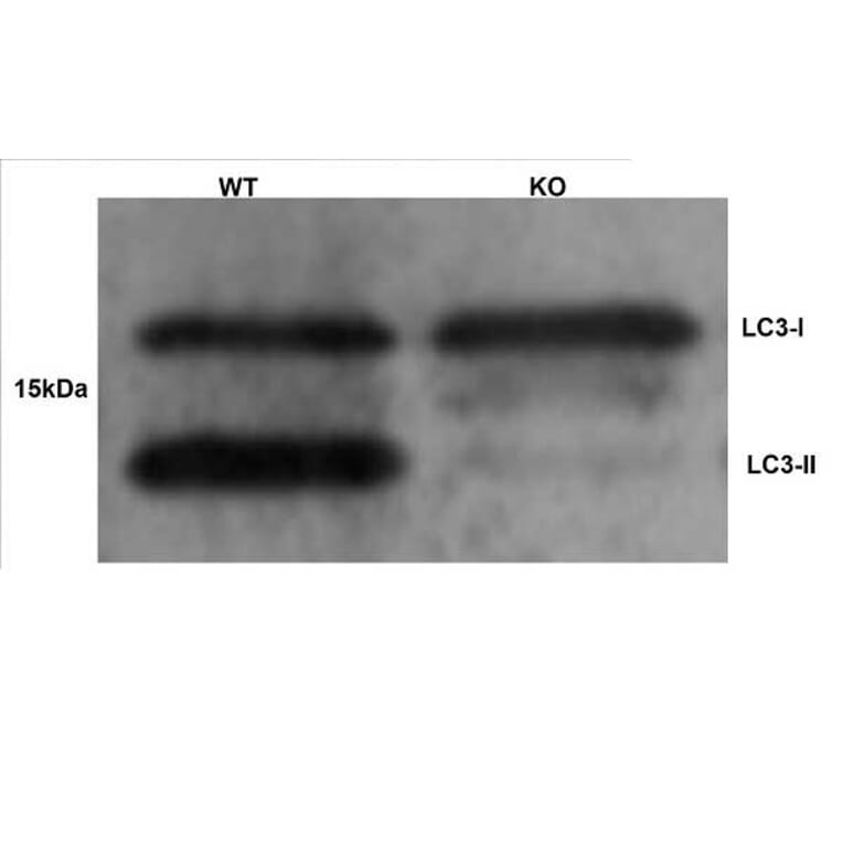 Western Blot - Anti-MAP1LC3A + MAP1LC3B Antibody (A283290) - Antibodies.com