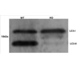 Western Blot - Anti-MAP1LC3A + MAP1LC3B Antibody (A283290) - Antibodies.com