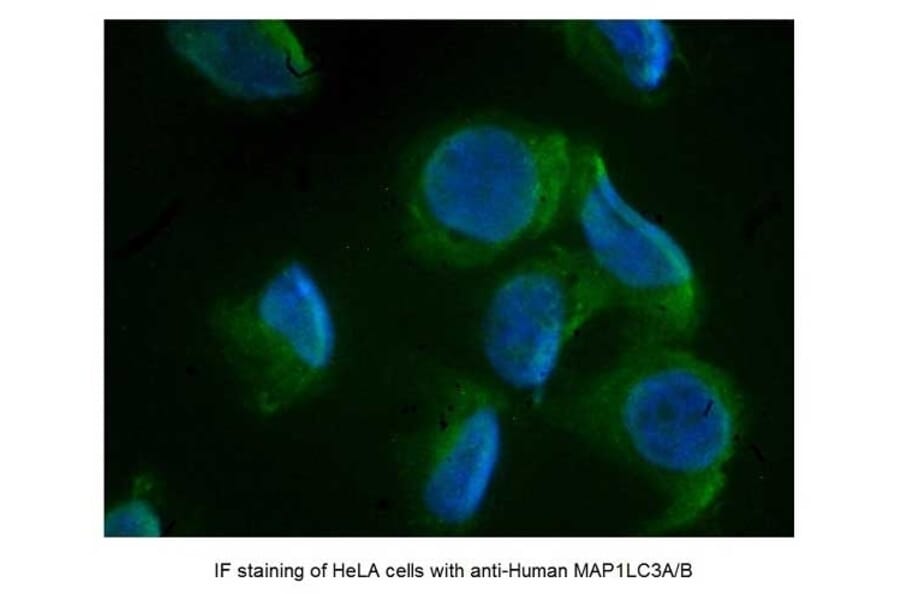 SDS-PAGE - Anti-MAP1LC3A + MAP1LC3B Antibody (A283290) - Antibodies.com
